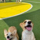 해피한 멍 이미지