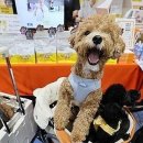 안심 동물의료센터 이미지