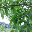 자두나무농장 이미지