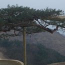 김해에 20억원 ‘명품 소나무’ 이미지