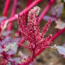 아마란스 이미지