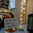 브룩스 캣 카페 이미지