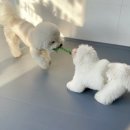 매일행복하개 이미지