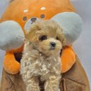 도그마루 강아지 고양이 부산점 | 도그마루 강아지고양이 부산점, 행복한 강아지 입양과 부산강아지분양의 시작!