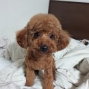 메씨엘리 이미지