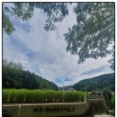 진안 메타세쿼이아길 | 진안 부귀 메타세쿼이아 길 드라이브가 왜 특별할까? 현장감 후기와 팁