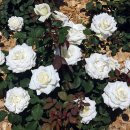 로얄(ROYAL) 이미지