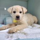 광주TNR동물병원(초월) 이미지