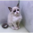 도그마루 이미지