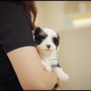 아담스펫 강아지분양 고양이분양 인천본점 이미지