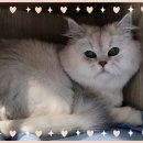 컴투펫 위탁보호센터 이미지