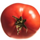 토마토상조
