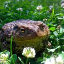 금두꺼비 이미지