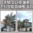 소나무병원 | 화성 주택 소나무 벌목 전지작업 피해목 정리 업체 후기