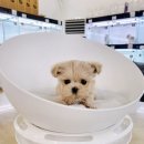 바나개 강아지 고양이 마포점 이미지