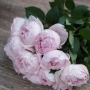 peony