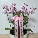 국립국악원 풍류사랑방 | 완창축하난_서양난.웨딩(서울 서초구 국립국악원 풍류사랑방)