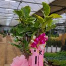 고령꽃집 이미지