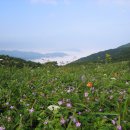 곰배령화원 이미지