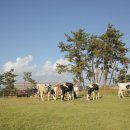 인정목장 이미지