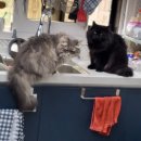 범과같이 이미지