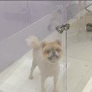 금비펫살롱 이미지