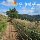 [블로그챌린지] 가을 부산 억새 명소 승학산 트레킹 후기