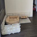 경주파라다이스 | 경주에서 찾은 댕댕이 파라다이스!! 가족과 함께 방문한 독채 숙소! 후기