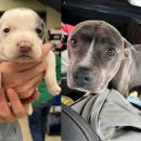 도도네 개집 이미지