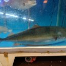 남해수산횟집 이미지