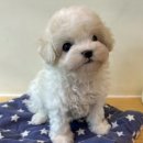 김해 강아지분양 고양이분양 도그하우스 대성점 이미지