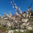 매화마트 이미지