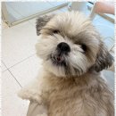 하이뭉치(Hi Moongchi) | 세교동애견미용 우리 강아지에게 최고의 스파 경험을