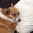 로하스힐