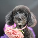 견사무소 호텔 유치원 이미지