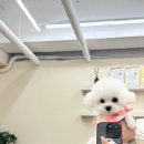 마미숑 네이버블로그