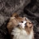 엘름트리 캐터리 이미지