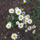 서후리 산촌생태마을 이미지