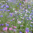 선산대로-10 이미지