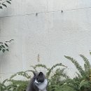 하니비디오 이미지