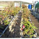 청수농장 이미지