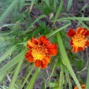 청통초등학교 이미지