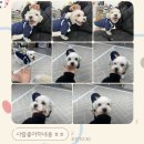 댕스미스 애견미용 | 대구 애견유치원/애견호텔 &#39;댕스미스&#39; 후기