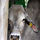 백우목장 이미지