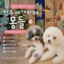 전주애견유치원 몽카롱 | 전주애견호텔 찾는다면 🐶 전주애견카페 몽들 전주강아지호텔 이용후기