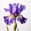 아이리스 이미지