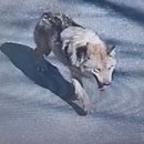 박주언 가축인공수정 | 2026년 4월 10일 금요일,신문을 통해서 알게 된 것들