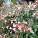 안하농장 이미지