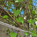 수원-1888 이미지