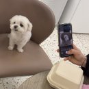 정인유치원 | 내돈내산 애견훈련학원 상담부터 실습까지 솔직 후기